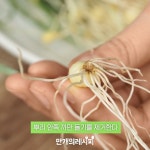 푸르지오달래네수선 | 쉽고 깔끔하게♡달래손질법