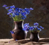 아름 다운 블루 cornflowers