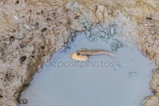 태국에서 mudskipper 동물