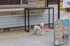 Foto aus Naver-Suchergebnissen 2