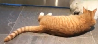 냥이대장김집사 | 냥이 집사형들 | 메이플 인벤