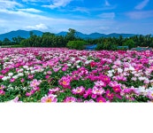 오월애봄오월愛봄 | 베스트갤러리 - 오월의 봄