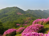 바래봉식품(영) | 베스트갤러리 - 바래봉철쭉
