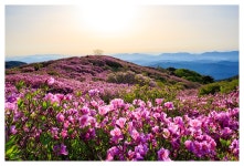 황매산골유흥주점 | 추천갤러리 - 황매산철죽