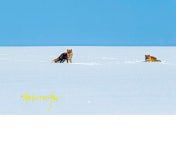 추천갤러리 - 불여시
