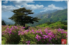 황매산골유흥주점 | 추천갤러리 - 황매산소나무