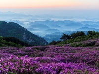 황매산골유흥주점 | 추천갤러리 - 황매산 산그리매