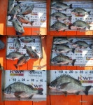 바다낚시 > 점주선장조황 > (곤리,풍화)신광 대물감성돔5짜,4짜외마리수 조황