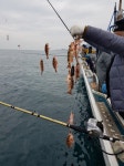 바다낚시 > 점주선장조황 > 여수금강호내일(30일오후)부터밤뽈락출조합니다 30일31일1일해돋이출조자리여유있습니다