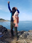 바다낚시 > 점주선장조황 > ● 08/26 대모도권 돌돔조황!!!! ● ● 0826 대모도권 돌돔조황 ●