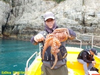 바다루어 > 점주선장조황 > 돌문어 실시간~ 돌문어 실시간