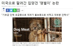 美인개 | 가생이닷컴>커뮤니티 > 잡담 게시판 > 韓식용개 美 입양의 진실...ㅎ