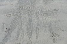 황민미장 | 동물갤러리 - 엽낭게