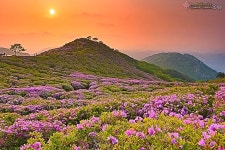 황매산골유흥주점 | 풍경갤러리 - 황매산 산철쭉