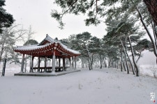 풍경갤러리 - 눈내린 솔밭 풍경