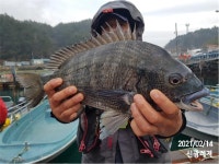 (곤리,풍화)신광레져 51, 50, 47외 감성돔 조황