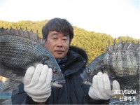 (곤리,풍화)신광레져 51, 46, 44외 감성돔 참돔 조황