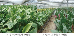 (주)가온에프앤에스 나라엠텍점 | 생태적 특성과 재배환경