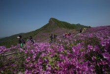 산청황매산철쭉제,경상남도 산청군,생태자연축제,지역축제,트래블아이 산청황매산철쭉제,경상남도 산청군,생태자연축제,지역축제,트래블아이