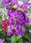 마티올라 Matthiola incana