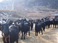 Foto aus Naver-Suchergebnissen 6