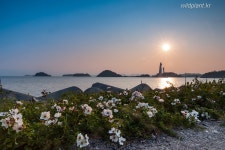 돌가시나무 > 야생화 | 야생화를 사랑하는 사람들의 모임-야사모 야시모
