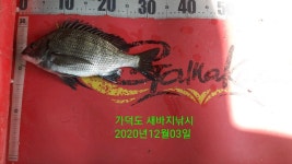 가덕새바지낚시 4짜외감시 & 학꽁치`