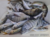 넘버원피싱샵(세븐일레븐 오선점) | 가덕도 넘버원낚시(천성권)감성돔 학꽁치외