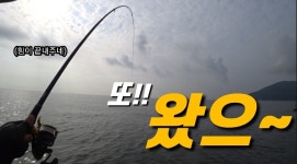부산 가덕도 새바지 초가을 감성돔낚시 합기돌포인트 감성돔힘이 정말 좋습니