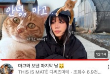 유튜버 디씨즈마테 키우던 고양이 시골에 버리고온거 같이 신고해주라 - 인스티즈(instiz) 이슈 카테고리 ...