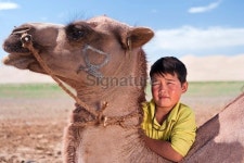 Mongolian young boy with camel 이미지 (183217786) - 게티이미지뱅크 Mon...