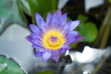 violet lotus 이미지 (175733950) - 게티이미지뱅크 violet lotus