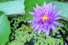 violet lotus 이미지 (489587491) - 게티이미지뱅크 violet lotus