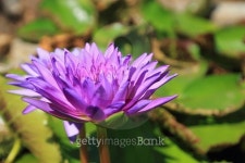 violet lotus 이미지 (516337205) - 게티이미지뱅크 violet lotus
