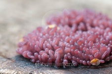 Ascocoryne sarcoides mushrooms 이미지 (489341472) - 게티이미지뱅크 Asc...