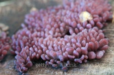Ascocoryne sarcoides mushrooms 이미지 (489316166) - 게티이미지뱅크 Asc...