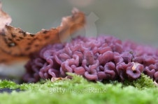 Ascocoryne sarcoides mushrooms 이미지 (489348744) - 게티이미지뱅크 Asc...