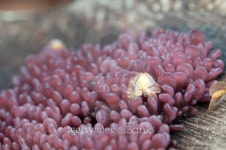 Ascocoryne sarcoides mushrooms 이미지 (489316730) - 게티이미지뱅크 Asc...