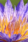 violet lotus 이미지 (467096870) - 게티이미지뱅크 violet lotus