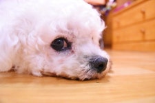 뭉치 - 인벤 애완동물 소모임 - 인벤 웹진 인벤 : 뭉치