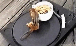 판빙빙.gif | 보배드림 유머게시판