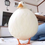 투디갤 - ㅆㄷ 거위랑 오리 귀엽지않냐