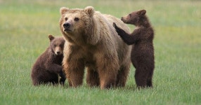 Grizzly Bags | about.me Grizzly Bags on about.me