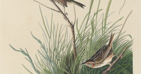 Sharp-Tailed Finch by Robert Havell, Jr.