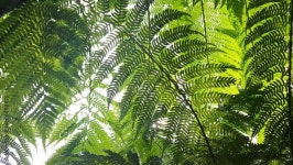 Fern Leaves Stock Video Footage for Free Download