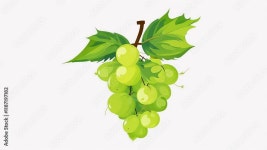 illustration green grapes grape illustration fruit green background image wine vine food painting drawing art isolated white...