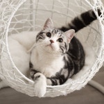 Sam's Pets 35.04" Cat Bed & Reviews | Wayfair