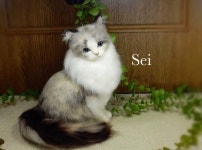 See&Buy씨앤바이 | ◆sei◆羊毛フェルト ラグドール♪ 猫 ねこ ハンドメイド /【Buyee】 "Buyee" 일본 통신 판매 상품・옥션의 대리 입찰・대리 구매 서비스