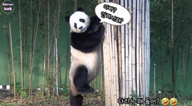 더쿠 - 맙소사 러바옹🐼❗️ 사고 치는 쿵푸팬더.gif
