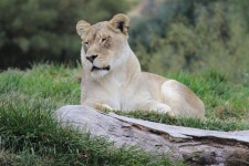 Free Images : animal, wildlife, wild, zoo, africa, predator, fauna, lion, lioness, safari, big cats, outdoor recreation, cat like...